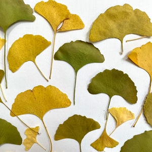 Pressed ginkgo leaves yellow and green ginko biloba 20 leaves grown in USA garden crafts, resin, jewelry, cards, wedding L/GINK 1 image 4