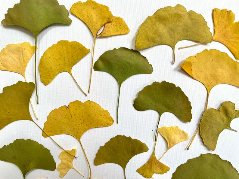 Pressed ginkgo leaves yellow and green ginko biloba 20 leaves grown in USA garden crafts, resin, jewelry, cards, wedding L/GINK 1 image 4