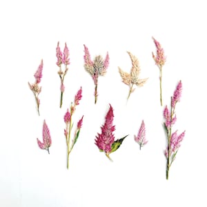 May include: An overhead shot of various dried flowers in shades of pink, purple, and beige, arranged on a white background. The flowers have feathery textures and varying shapes, with some featuring green stems and leaves. The composition is simple and elegant.