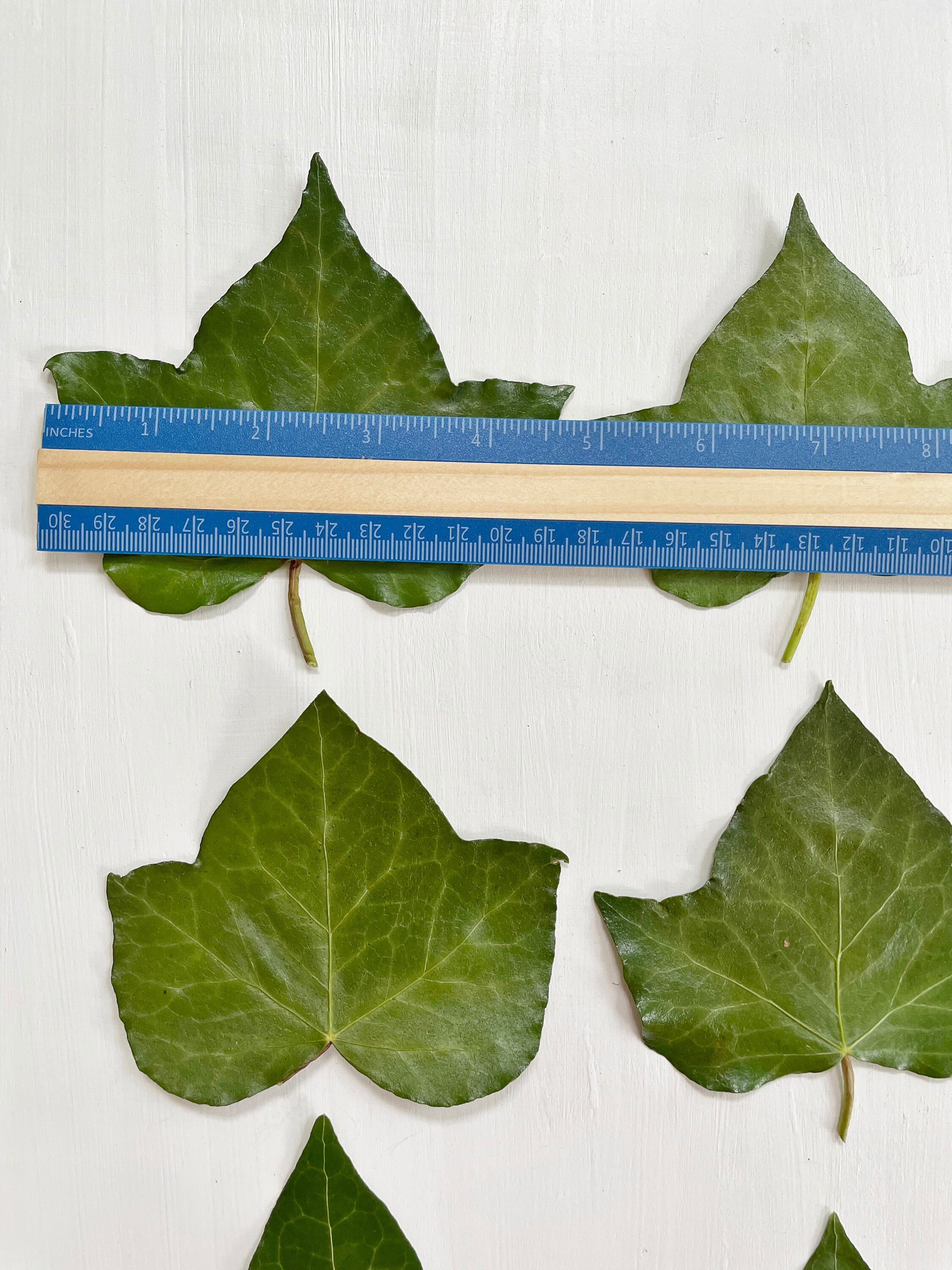 Ivyl Pressed Large Ivy Leaves - Real Ivy Foliage Grown Organically in ...