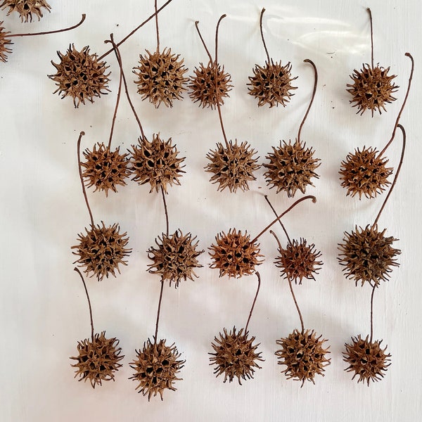 Dried gum tree pods - real sweetgum cones - dry spiky balls - for crafts, resin, christmas, holidays decor, wedding decor (D/SWEE 1)