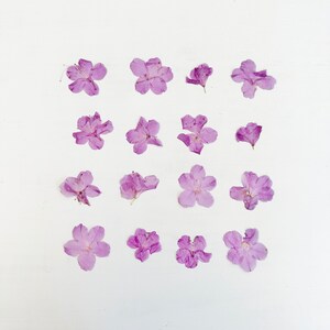 Azaléia prensada - flores secas reais - 16 pequenas azaléias rosa-púrpura - artesanato, resina, joias, decoração de casamento, velas, fabricação de cartões (F/AZAL 6)