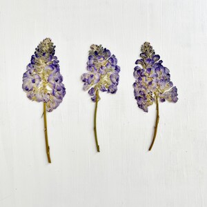 Glycine pressée - 3 petites fleurs de glycine sur tige - violet - vraies fleurs - travaux manuels, résine, bijoux, décoration de mariage, bougie, cartes (F/WIST 1)