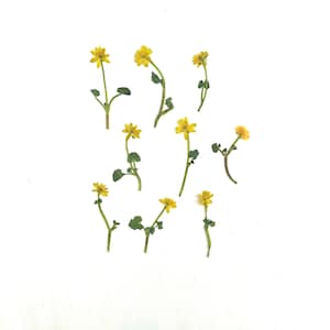 Pressed small yellow flowers - 9 real ficaria buttercup flowers - lesser celandine - crafts, resin, jewelry, wedding, candle (F/FICA 1)