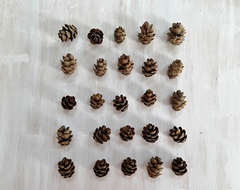 Dried mini pinecones - 25 real hemlock cones - for crafts, resin, christmas, holidays decor, wedding decor (D/HEML 1)