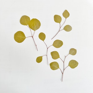 Feuilles d'eucalyptus pressées - feuillage véritable de gommier argenté - 3 tiges - travaux manuels, résine, bijoux, cartes, décoration de mariage (L/EUCA 2)
