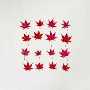 Pressed Japanese maple leaves - real foliage - 16 very small red leaves - crafts, resin, jewelry, candle, wedding, Thanksgiving (L/MAPL 11)