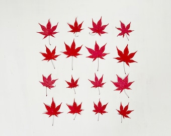 Pressade japanska lönnlöv - äkta bladverk - 16 små rödorangea blad - hantverk, harts, ljus, bröllop, Thanksgiving (L/MAPL 11)