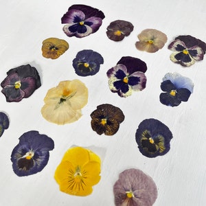 Pressed pansies 16 real dried large pansy flowers color mix crafts, resin, jewelry, wedding, candle, card making, cake F/PANS 1 image 4