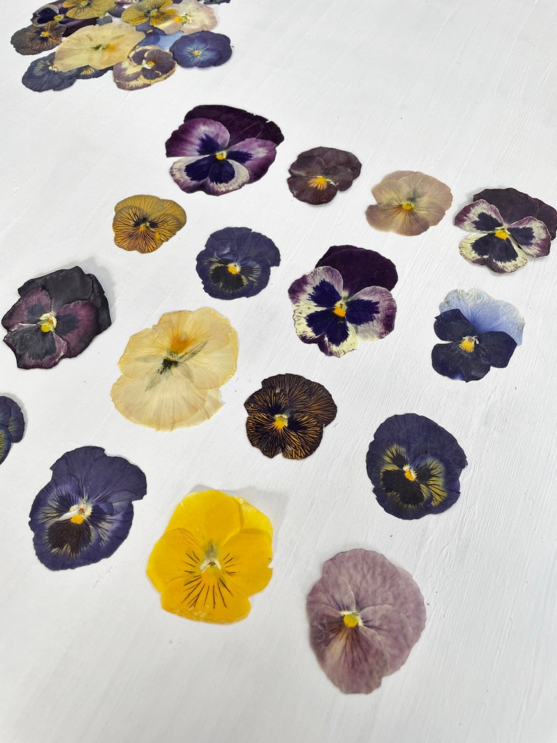 Pressed pansies 16 real dried large pansy flowers color mix crafts, resin, jewelry, wedding, candle, card making, cake F/PANS 1 image 4