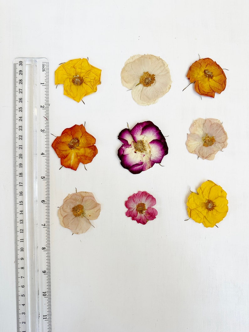 Pressed Roses - 9 Real Flowers - Small Whole Roses - Multicolor Mix ...