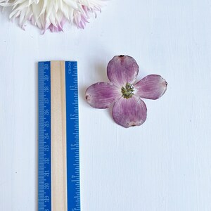 May include: A single, light purple flower with five petals and a yellow center. The flower is about 2 inches in diameter and is sitting on a white surface next to a ruler.
