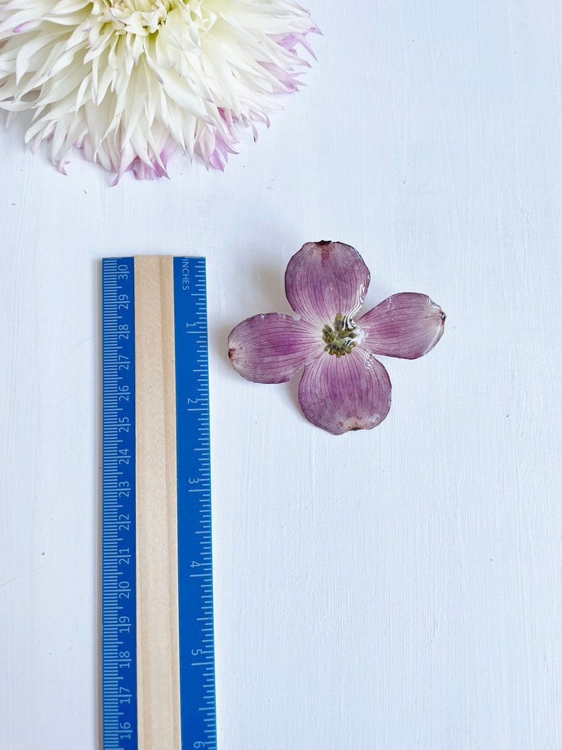 May include: A single, light purple flower with five petals and a yellow center. The flower is about 2 inches in diameter and is sitting on a white surface next to a ruler.