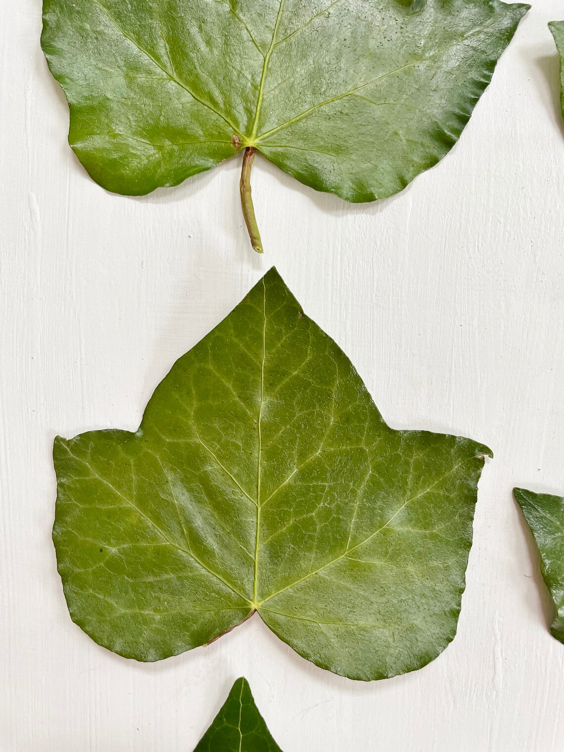 Ivyl Pressed Large Ivy Leaves - Real Ivy Foliage Grown Organically in ...