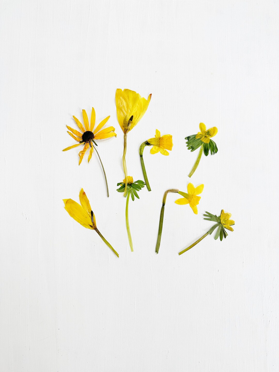 Yellow Pressed Flowers Mix - Real Dried Flowers in Yellow Shades ...