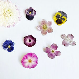 May include: Assortment of pressed flowers in various colors and shapes, including purple, pink, yellow, and white. The flowers are arranged on a white background.