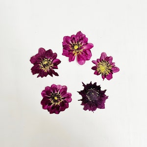 Fleurs de dahlia pressées - 5 dahlias moyens - violet foncé - travaux manuels, résine, bijoux, décoration de mariage, bougie, cartes, décoration de gâteau (F/DAHL 18)