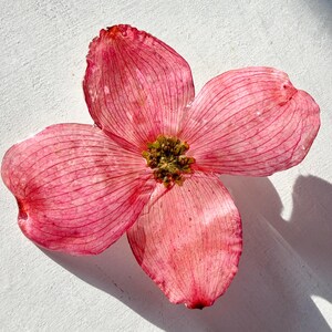Pressed dogwood brooch - real dogwood flower in resin - white, pink, or purple dogwood - handmade resin flower jewelry (J/BROO DOG 1) image 3