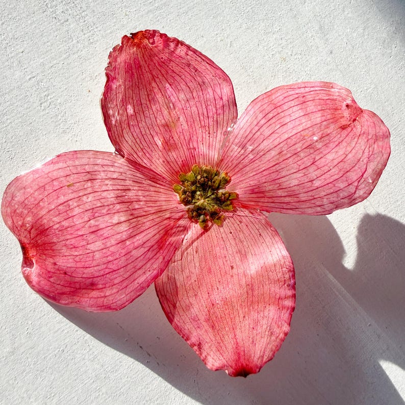 Pressed dogwood brooch - real dogwood flower in resin - white, pink, or purple dogwood - handmade resin flower jewelry (J/BROO DOG 1) image 3
