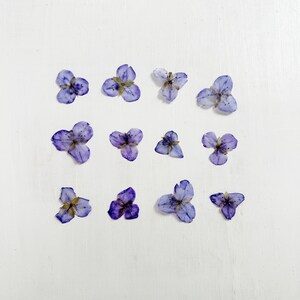 Tésarienne pressée - 12 vraies fleurs de commerce - bleu violet - super fine - travaux manuels, résine, bijoux, mariage, bougie, cartes (F/SPID 1)