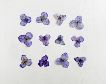 Op de afbeelding: Een bovenaanzicht toont twaalf kleine, gedroogde, paarse bloemen op een witte achtergrond. Elke bloem heeft drie bloemblaadjes en een klein, groen centrum. De bloemen zijn een gedempt paars, met enkele kleine kleurvariaties.