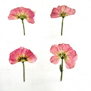 Pressed lisianthus - 4 real lisianthus flowers on short stem - blue, pink, or cream - wedding, crafts, resin, jewelry (F/LISI 3)