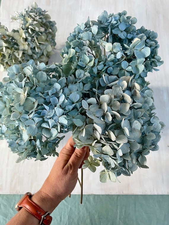 Dried hydrangea flowers on stem - 5 blue teal green purple dry flowers -  home decor, wedding bouquet, crafts, resin, jewelry (D/HYDR 3)