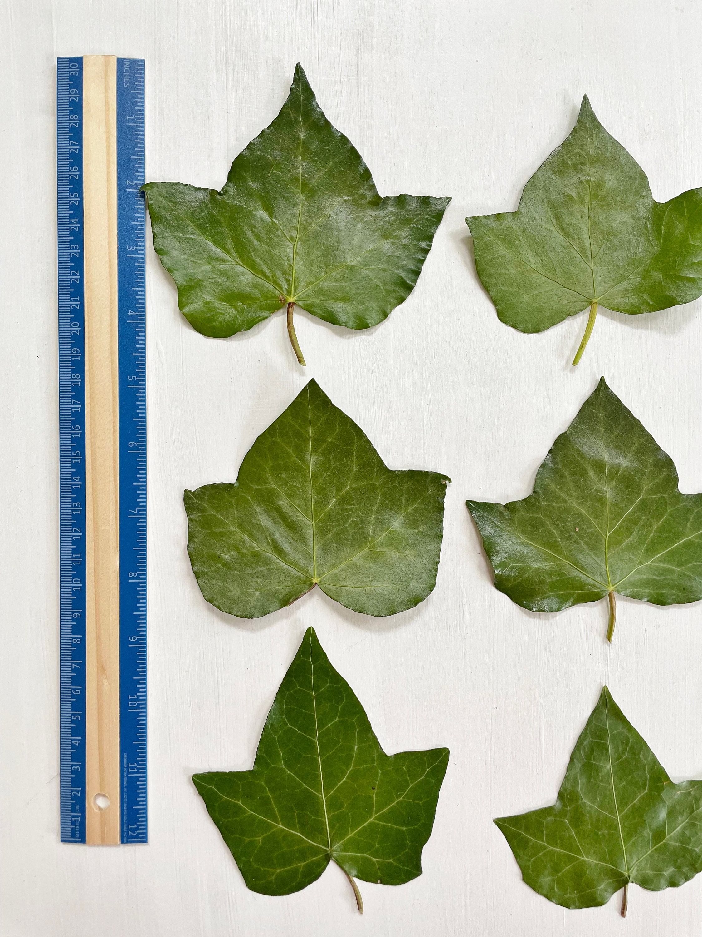 Ivyl Pressed Large Ivy Leaves - Real Ivy Foliage Grown Organically in ...