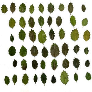 May include: A white background with a grid of green leaves with jagged edges. The leaves are arranged in rows and columns.