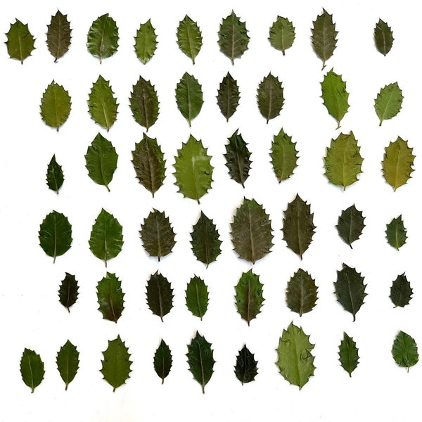Pressed holly leaves - real ilex foliage - 12 leaves grown in NJ, USA - crafts, resin, wall art, candle, Christmas decor, wedding (L/HOLL 1)