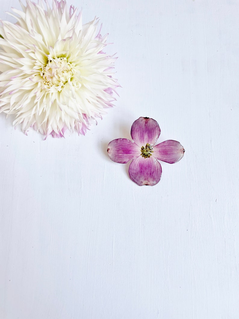 May include: A single white dahlia with pink tips on the petals and a single purple dogwood flower with a yellow center on a white background.