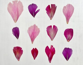 May include: A collection of twelve pressed flower petals arranged in a grid. The petals vary in size and shape, displaying a color palette of light pink, magenta, deep purple, and reddish-pink hues with delicate, translucent textures.