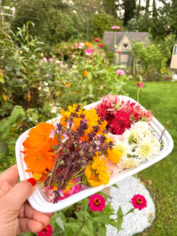 Dried Flowers With Stems Pink White Mini Dahlias Dehydrated Flower Petals  Resin Art Floral Jewelry Soap Crafts Candles 