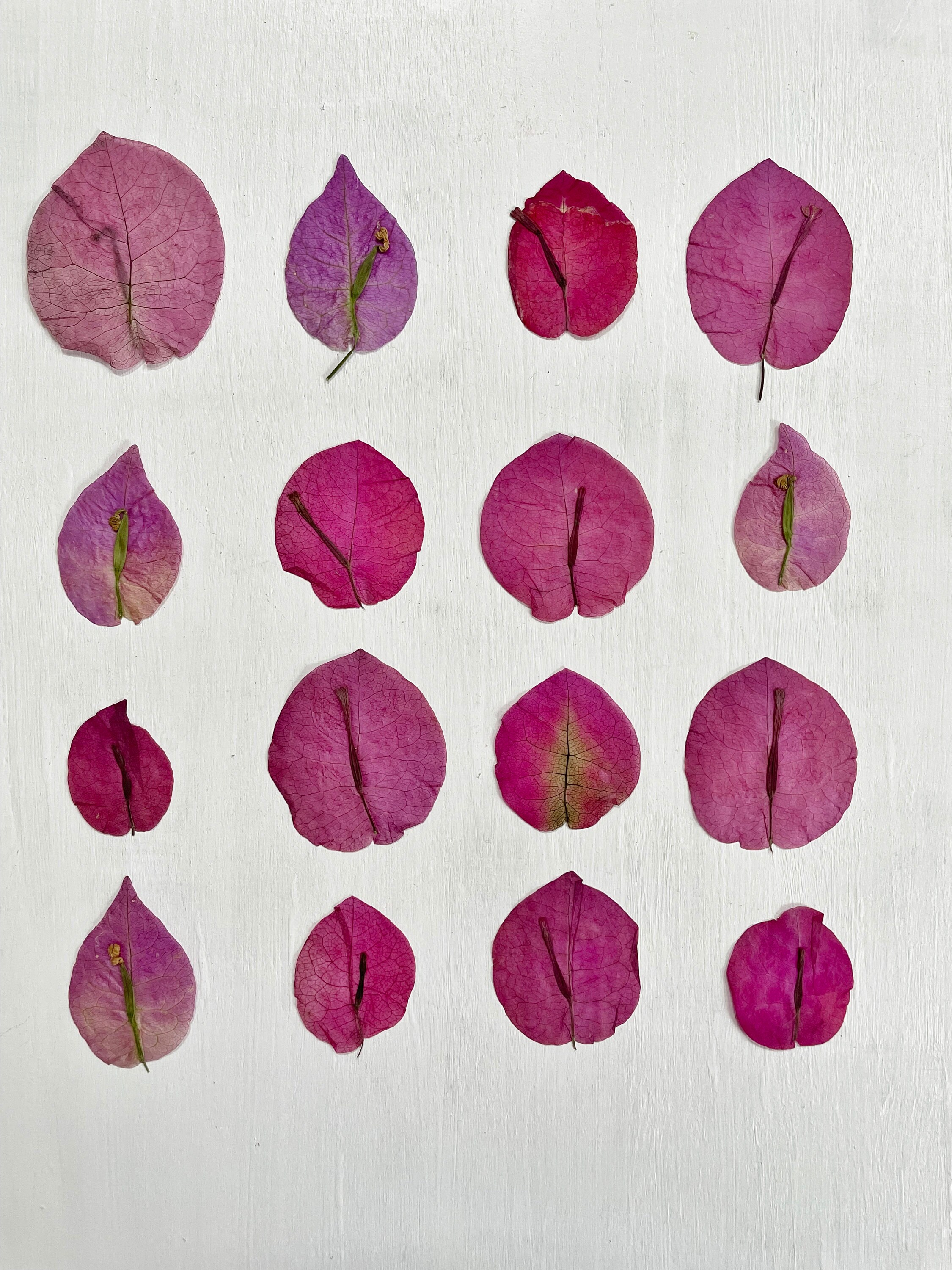 Pressed Bougainvillea 16 Real Pink Bougainvillea Flowers Etsy