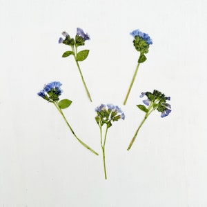 Pulmonaria pressée - 5 véritables grappes de fleurs de pulmonaria sur tige - bleu violet - travaux manuels, résine, bijoux, mariage, bougie, carte (F/PULM 2)