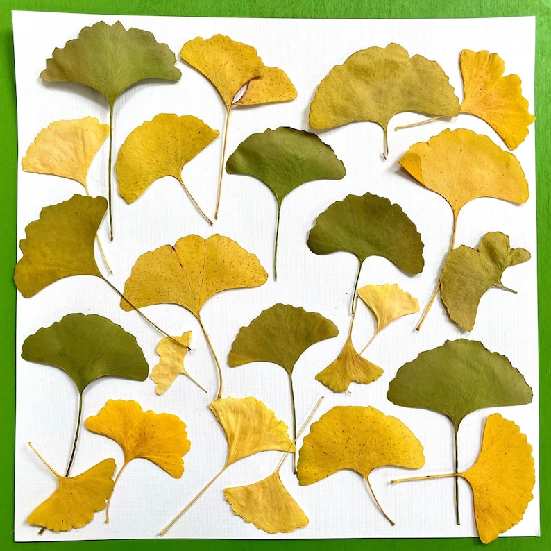 Pressed ginkgo leaves yellow and green ginko biloba 20 leaves grown in USA garden crafts, resin, jewelry, cards, wedding L/GINK 1 image 1