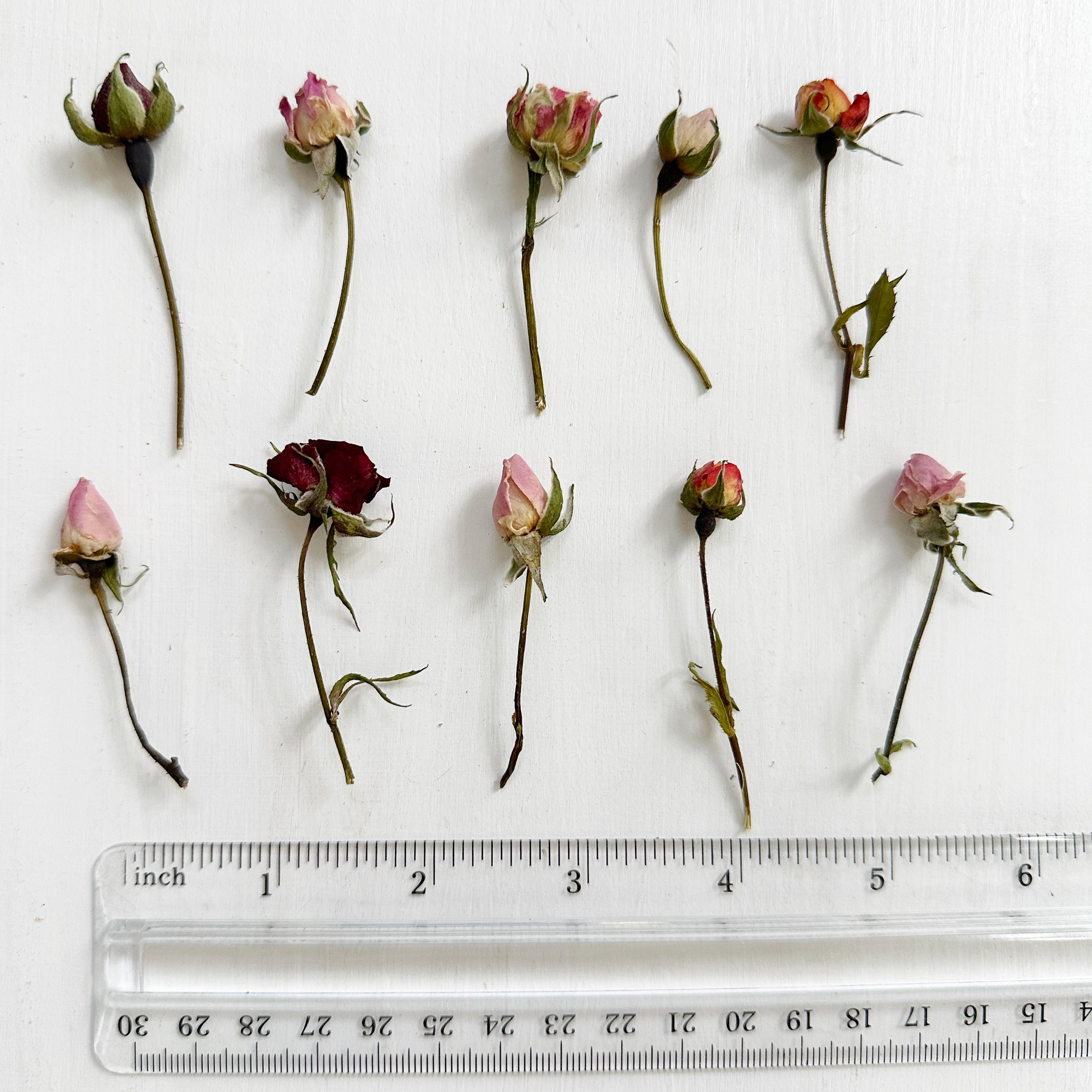 Small Stem Roses Type Dried Mini Roses on Small Stems - Tiny Organic Rosebuds on Short Stems ...