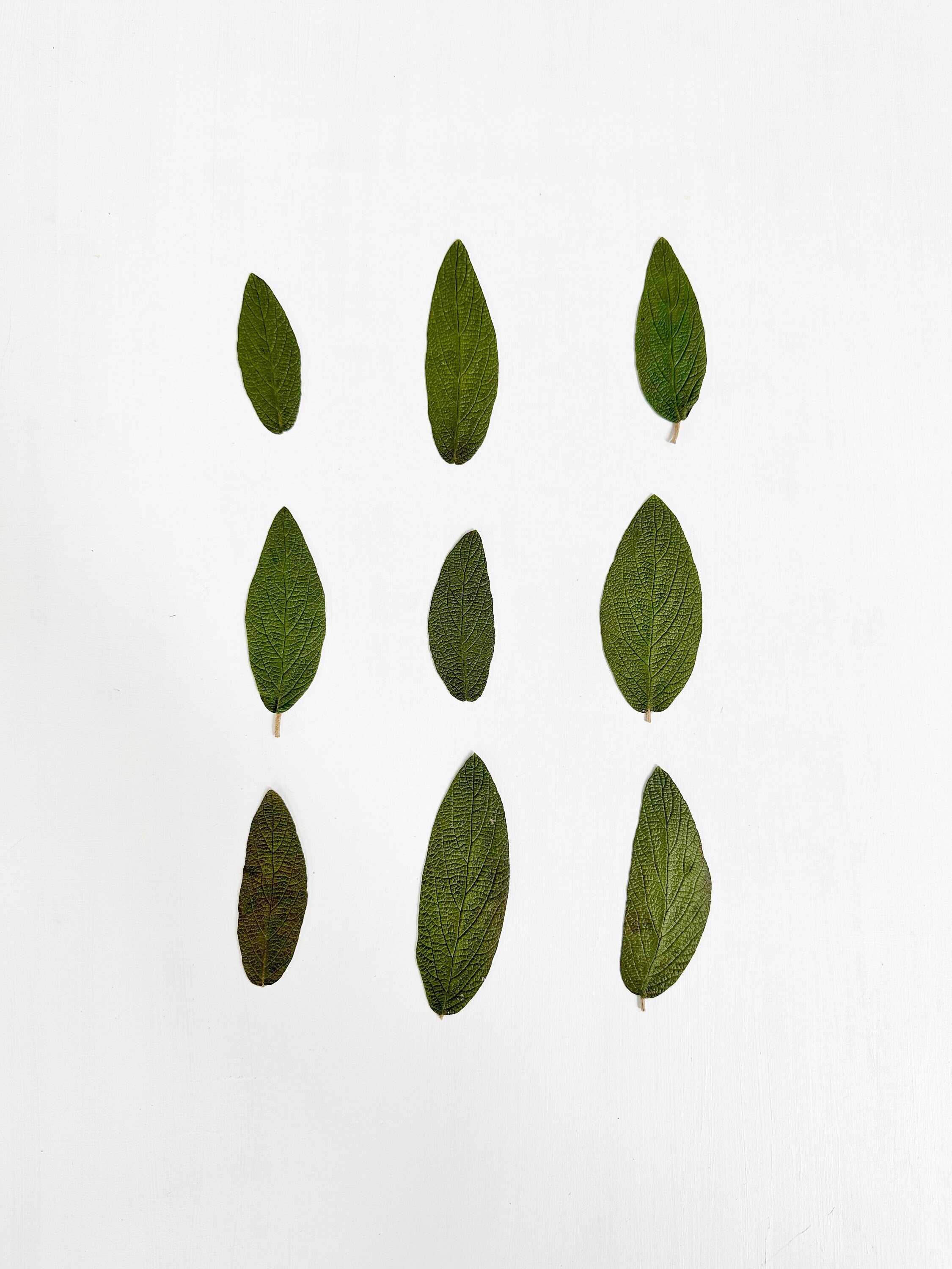 Pressed Viburnum Leaves Green Viburnum Foliage 9 Green Etsy