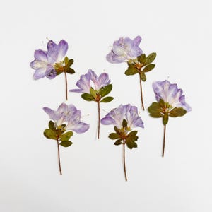 Azalée pressée - 6 vraies fleurs d'azalée sur une tige courte - fleurs violet mauve - travaux manuels, résine, bijoux, mariage, bougie, cartes (F/AZAL 10)