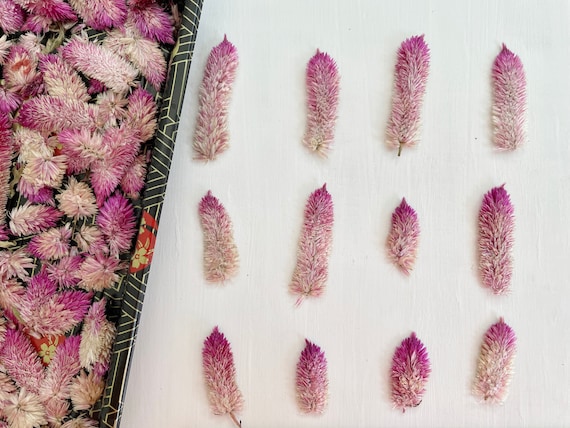 Pressed Celosia Flowers 12 Real Dried Pink Flower Spikes for Crafts, Resin,  Jewelry, Wedding Decor, Easter F/CELO 1 -  Denmark