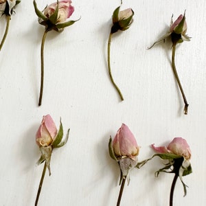 Dried Mini Roses on Small Stems Real Tiny Pale Pink Rosebuds Organic ...