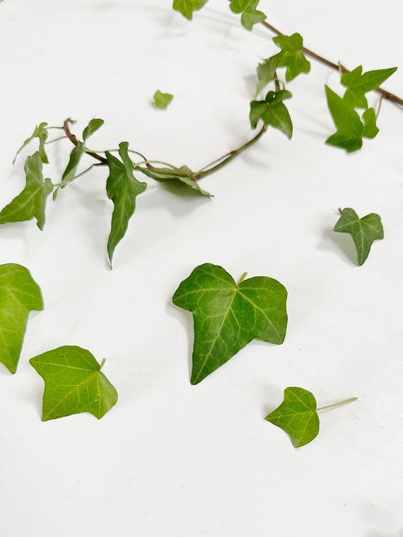 Fresh Ivy Leaves Real Ivy Foliage Grown Organically in Princeton, NJ Garden  Freshly Cut on Demand From Ivy League Town F/IVYL1 