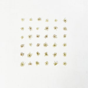 May include: A white background with a grid of 36 small white flowers arranged in a square pattern.