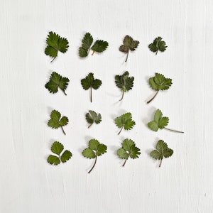 Mini feuilles de fraisier pressées - 16 vraies feuilles vertes séchées - pour travaux manuels, résine, bijoux, décoration de mariage, bougies, fabrication de cartes (L/STRA 1)