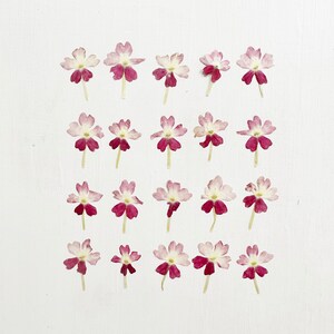 Verveine pressée - 25 vraies mini fleurs de verveine séchées - bicolore rose et blanc - travaux manuels, résine, bijoux, mariage, bougie, carte (F/VERBE 4)