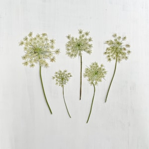 Pressed Queen Anne&#39;s Lace - 5 stems of real Daucus carota flowers - green and white - crafts, resin, jewelry, wedding, candles (F/QUEE 1)