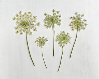 Pressed Queen Anne's Lace - 5 stems of real Daucus carota flowers - green and white - crafts, resin, jewelry, wedding, candles (F/QUEE 1)