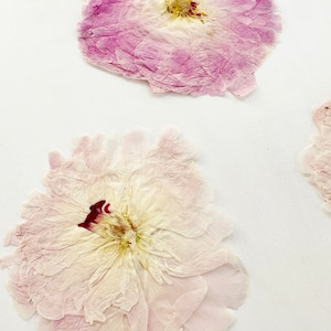 May include: Two pressed flowers with delicate, translucent petals. The top flower features shades of light purple and white, while the larger bottom flower displays pale pink and cream tones with a dark maroon center. Both have a flat, dried texture.