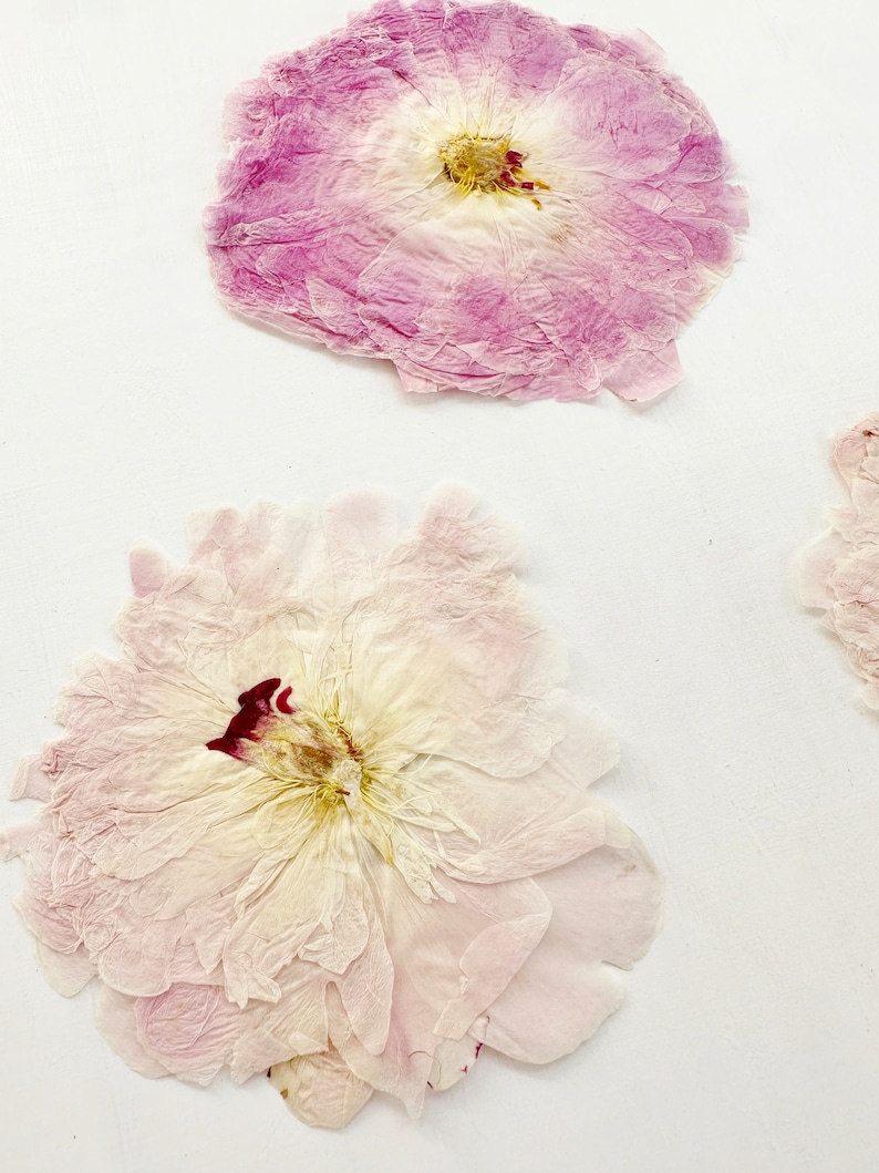 May include: Two pressed flowers with delicate, translucent petals. The top flower features shades of light purple and white, while the larger bottom flower displays pale pink and cream tones with a dark maroon center. Both have a flat, dried texture.