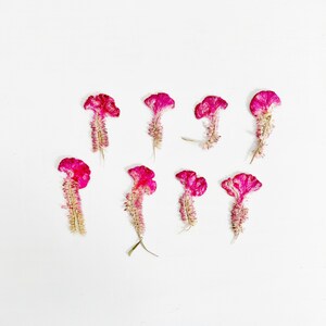 May include: Nine dried pink cockscomb flowers arranged in a row on a white background.